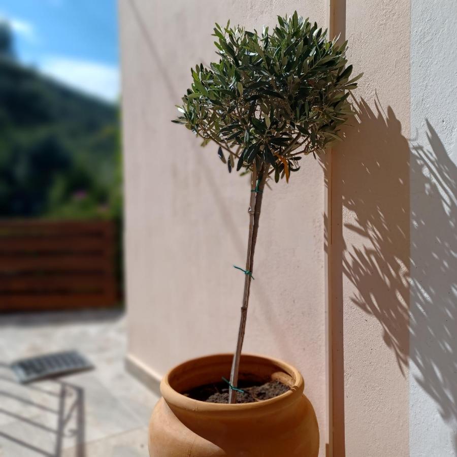 Μπουκαμβίλια - Bougainvillea Σύβοτα Εξωτερικό φωτογραφία